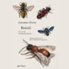Ronzii di Giovanna Olivieri | 24/04/2024 | Il Timone Libri