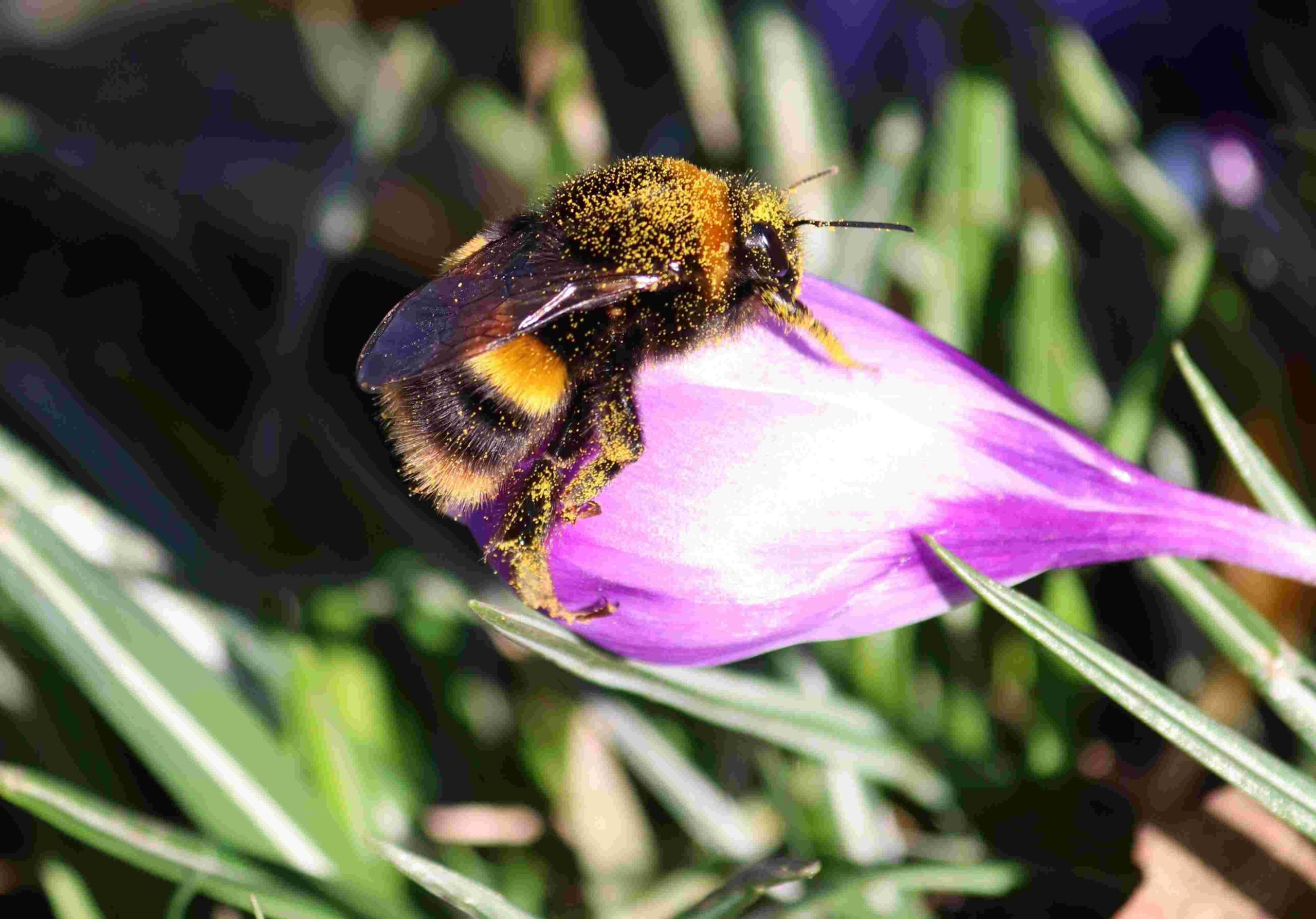 Sfondo
